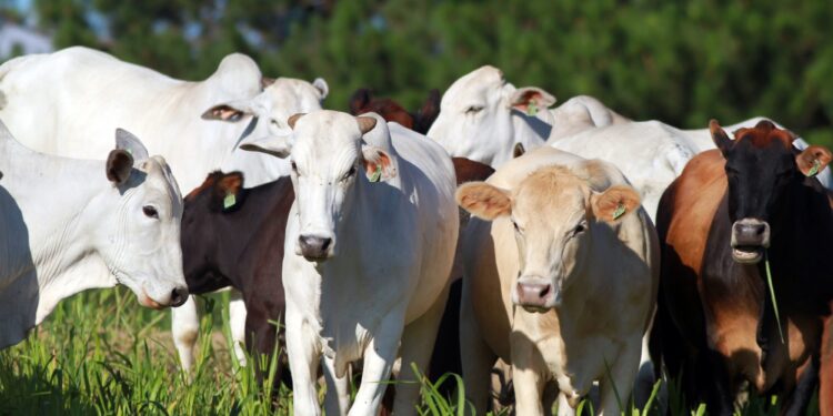 Brasil comemora a abertura do mercado canadense para carne brasileira