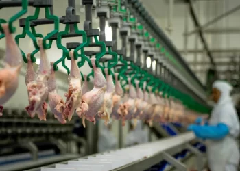 Exportações de carne de frango crescem em fevereiro