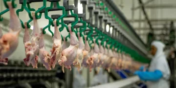 Exportações de carne de frango crescem em fevereiro