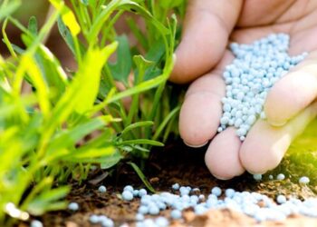 Embrapa visita polos agrícolas para mostrar como aumentar a eficiência dos fertilizantes