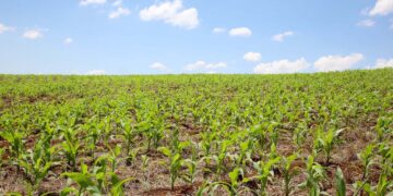 Mapa monitora a ocorrência dos enfezamentos do milho em campo