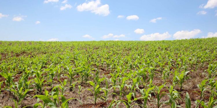 Mapa monitora a ocorrência dos enfezamentos do milho em campo