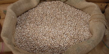 Paraná finaliza plantio da segunda safra de feijão