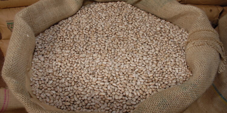 Paraná finaliza plantio da segunda safra de feijão