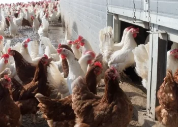 França sacrifica animais para conter gripe aviária