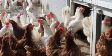 França sacrifica animais para conter gripe aviária