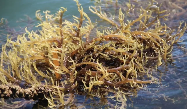 No litoral brasileiro, algas fornecem potássio para produção de fertilizantes