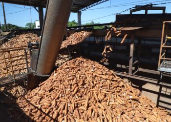 Ajudados pelo clima, produtores de mandioca retomam colheita no Paraná