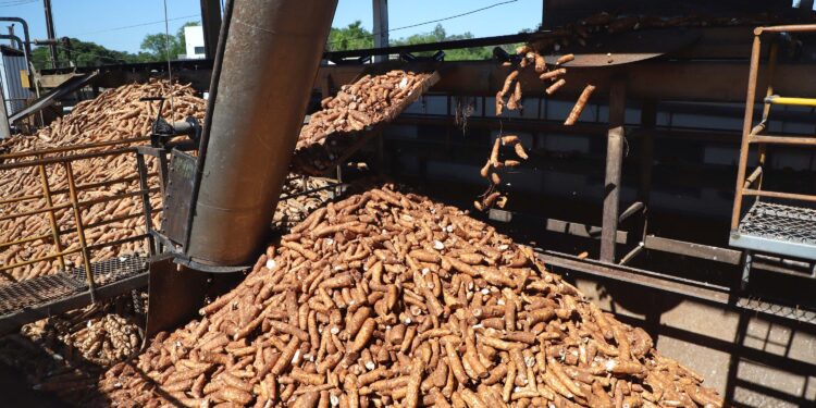 Ajudados pelo clima, produtores de mandioca retomam colheita no Paraná