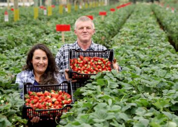 Com foco no aumento da produtividade, Paraná lança Rede Morangos do Brasil