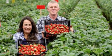 Com foco no aumento da produtividade, Paraná lança Rede Morangos do Brasil