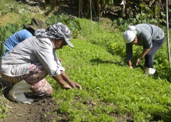 Governo e FAO preparam lançamento do Observatório das Mulheres Rurais