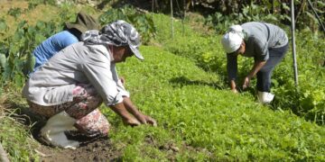 Governo e FAO preparam lançamento do Observatório das Mulheres Rurais