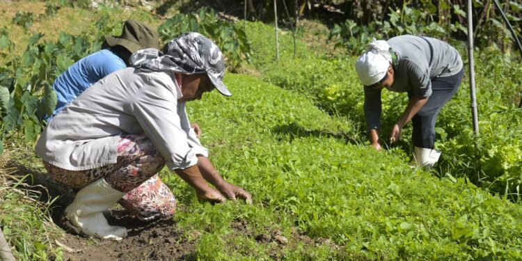 Governo e FAO preparam lançamento do Observatório das Mulheres Rurais