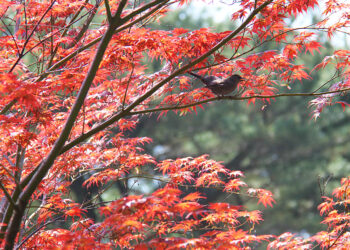 Com influência de La Niña, outono no Paraná terá chuvas na média, ventos e dias frios
