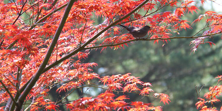 Com influência de La Niña, outono no Paraná terá chuvas na média, ventos e dias frios