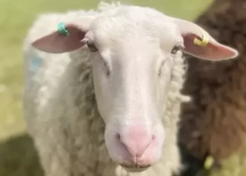 O fazendeiro que produz vodca a partir do leite de ovelha