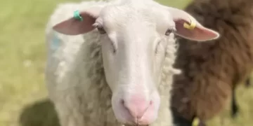 O fazendeiro que produz vodca a partir do leite de ovelha