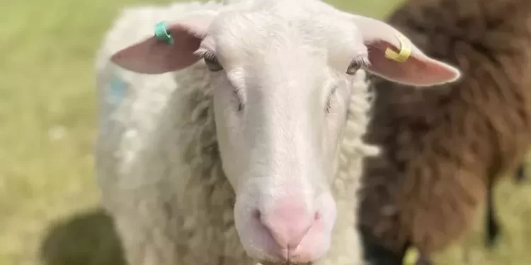 O fazendeiro que produz vodca a partir do leite de ovelha