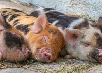 Destinação final de carcaças de suínos deve seguir padrões para a preservação do meio ambiente