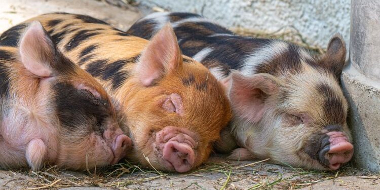 Destinação final de carcaças de suínos deve seguir padrões para a preservação do meio ambiente