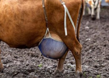 Ventiladores, bolas de pilates e sutiãs pra vacas? As mordomias em tempos de calor