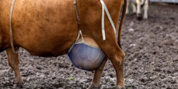 Ventiladores, bolas de pilates e sutiãs pra vacas? As mordomias em tempos de calor