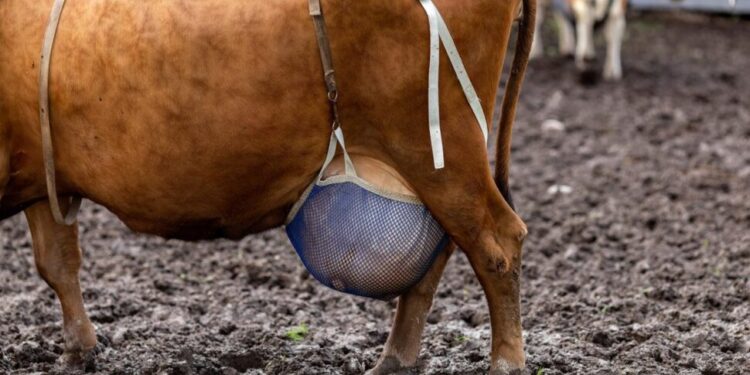 Ventiladores, bolas de pilates e sutiãs pra vacas? As mordomias em tempos de calor