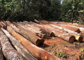 Homens são presos no interior de Antônio Olinto por destruir e danificar vegetação e por posse irregular de arma de fogo