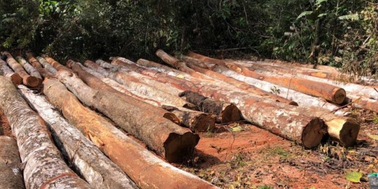 Homens são presos no interior de Antônio Olinto por destruir e danificar vegetação e por posse irregular de arma de fogo