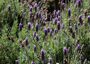 Rota das Lavandas, nova opção de turismo rural