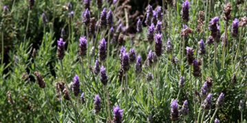 Rota das Lavandas, nova opção de turismo rural