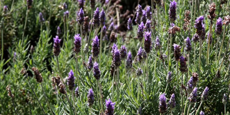 Rota das Lavandas, nova opção de turismo rural