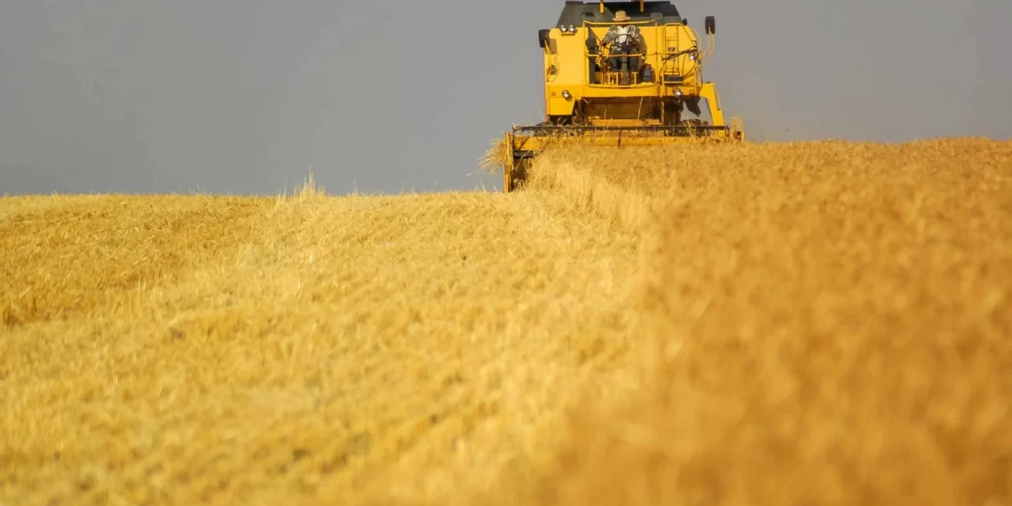 O Brasil não precisa importar trigo, afirma especialista
