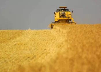 O Brasil não precisa importar trigo, afirma especialista