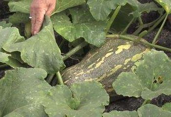 Produtor cultiva abóbora em telhado após ficar sem espaço em propriedade no Paraná