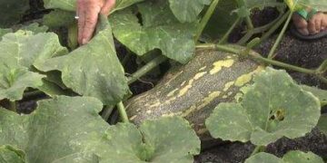 Produtor cultiva abóbora em telhado após ficar sem espaço em propriedade no Paraná