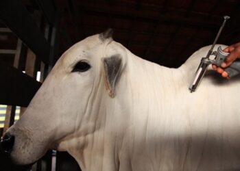 Mapa inverte etapas de vacinação contra febre aftosa