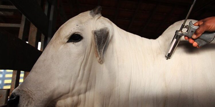 Mapa inverte etapas de vacinação contra febre aftosa