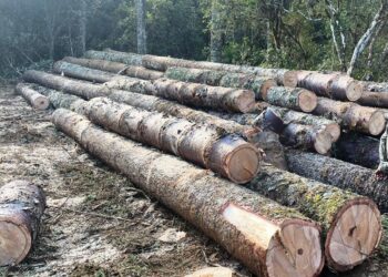Polícia Ambiental prende 2 homens em flagrante por corte de araucárias em Inácio Martins