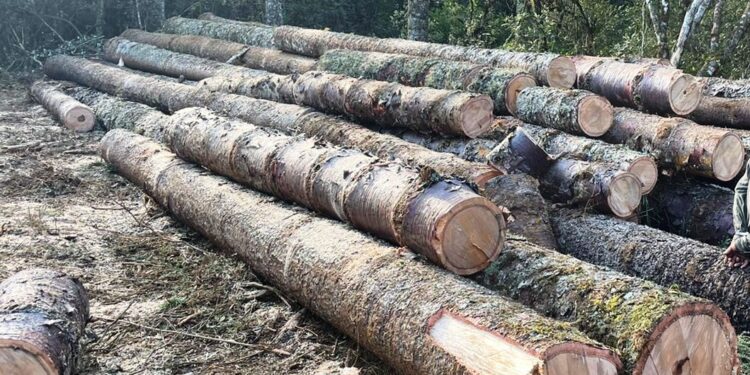 Polícia Ambiental prende 2 homens em flagrante por corte de araucárias em Inácio Martins