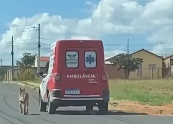 Cachorro segue dono até unidade de saúde, espera por atendimento médico e o acompanha na volta para casa, em Mineiros; vídeo