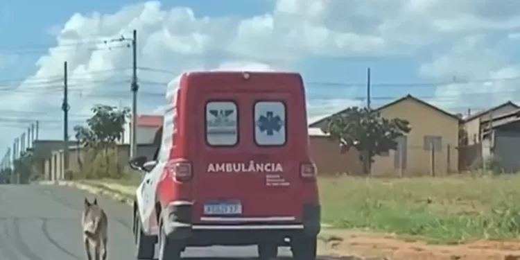 Cachorro segue dono até unidade de saúde, espera por atendimento médico e o acompanha na volta para casa, em Mineiros; vídeo