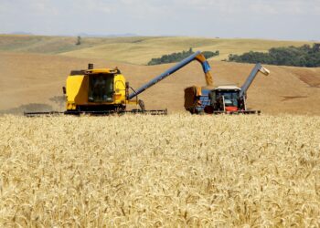 Boletim agropecuário analisa impacto do reajuste do trigo no preço do pão francês