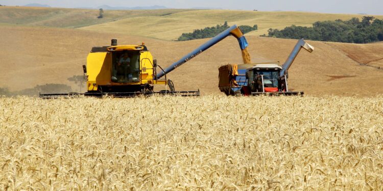 Boletim agropecuário analisa impacto do reajuste do trigo no preço do pão francês
