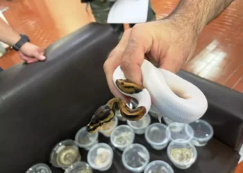 Quase 50 serpentes, 20 tartarugas e 4 lagartos escondidos em mala são apreendidos no Paraná; FOTOS