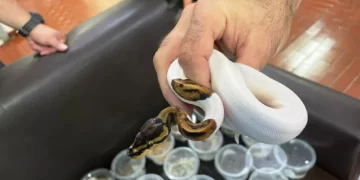 Quase 50 serpentes, 20 tartarugas e 4 lagartos escondidos em mala são apreendidos no Paraná; FOTOS