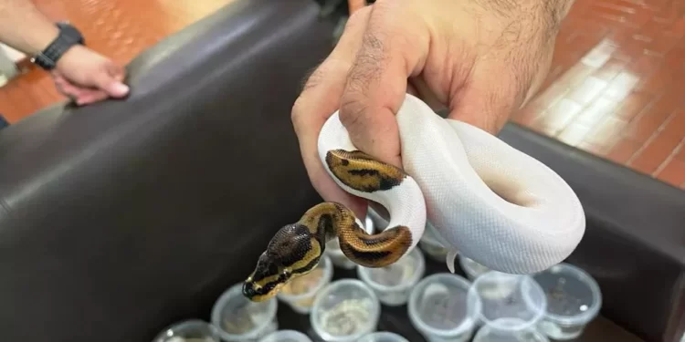 Quase 50 serpentes, 20 tartarugas e 4 lagartos escondidos em mala são apreendidos no Paraná; FOTOS