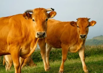 PF desarticula contrabando de gado da Argentina