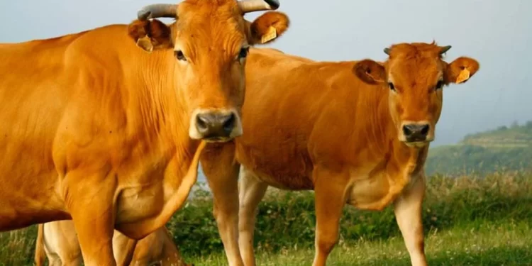 PF desarticula contrabando de gado da Argentina